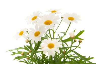 marguerite papatya
