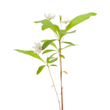 Kuzey Kutbu starflower