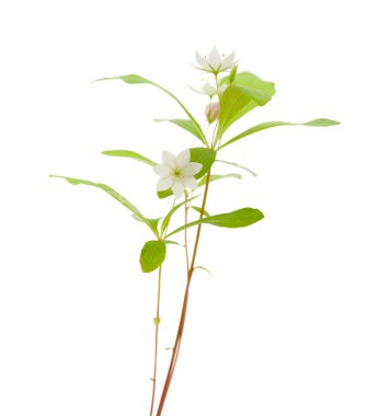 Kuzey Kutbu starflower