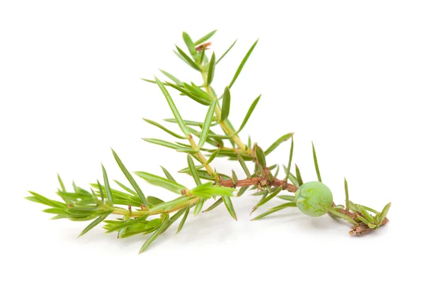 Juniper twig isolated — Stock Photo, Image