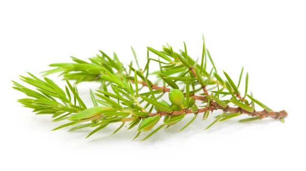 Juniper twig isolated — Stock Photo, Image