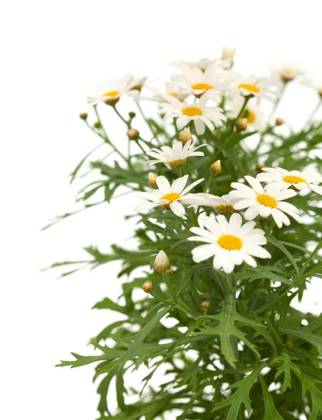 Marguerite daisy — Stock Photo, Image