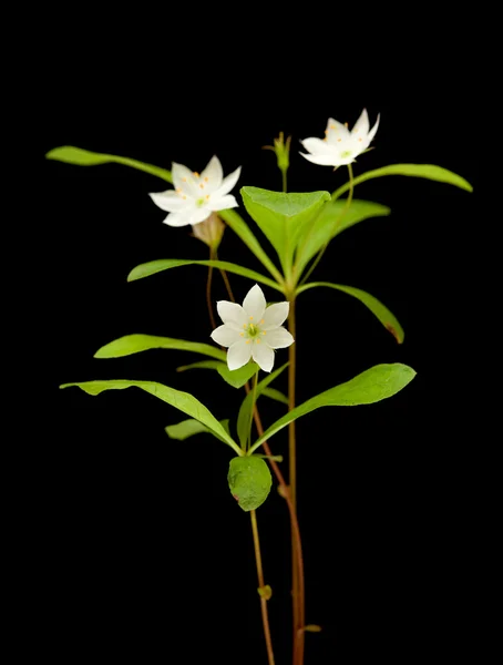 Arctic starflower — Stockfoto