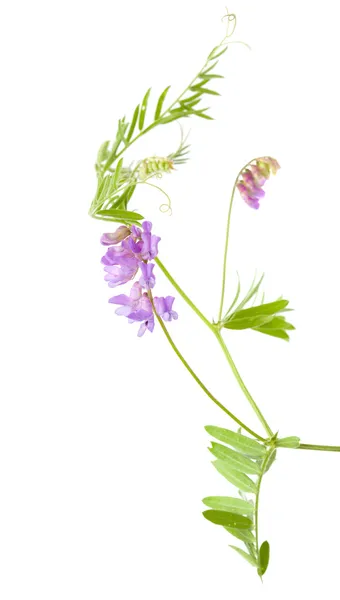 Vetch isolated on white — Stock Photo, Image