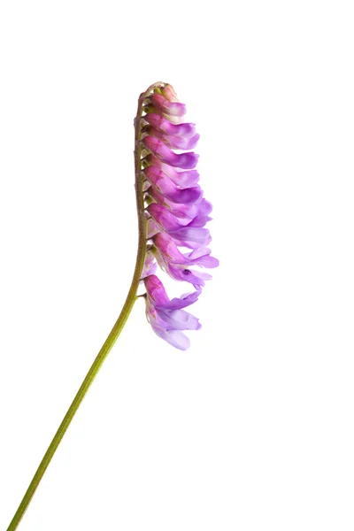 Vetch aislado en blanco — Foto de Stock