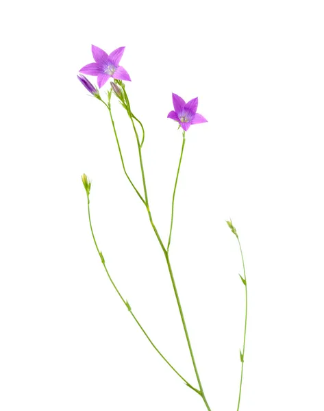 Spreading bellflower — Stock Photo, Image