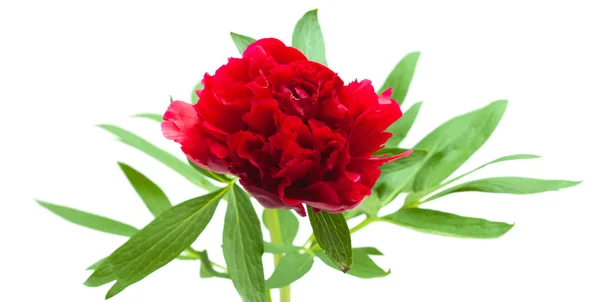 Peonia isolata — Foto Stock