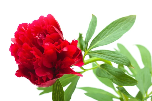 Peonia isolata — Foto Stock