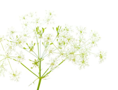 Cow parsley clipart