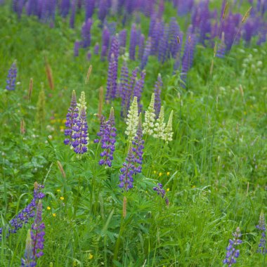 çiçekli acı bakla arka plan
