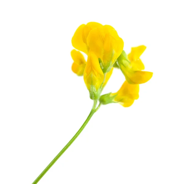 Meadow vetchling — Stock Photo, Image