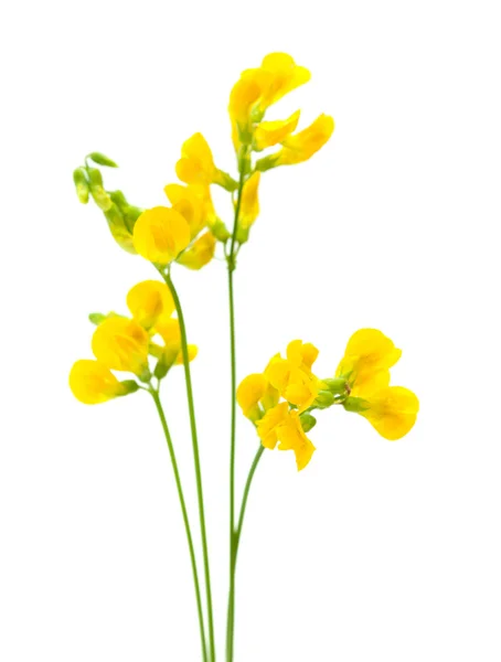 Äng vetchling — Stockfoto