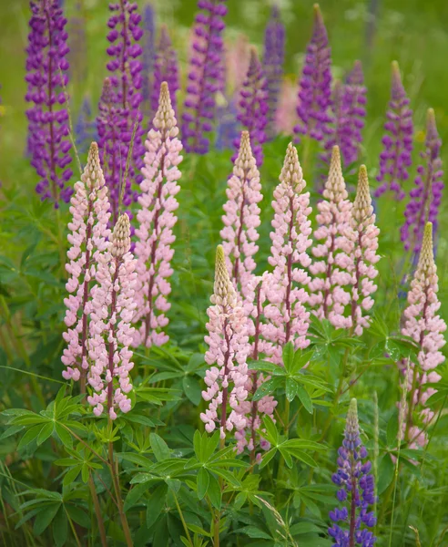 Blühende Lupinen Hintergrund — Stockfoto