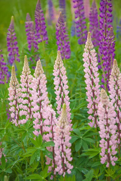 Flowering lupine background — Stock Photo, Image