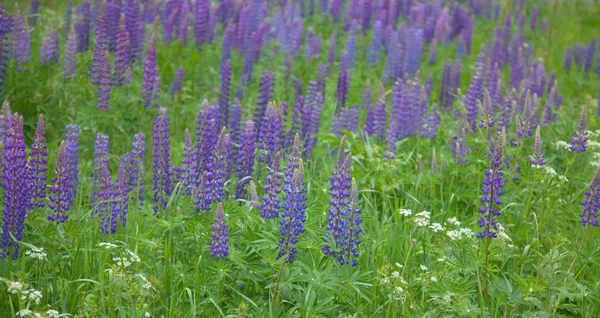 Flowering lupine background — Stock Photo, Image