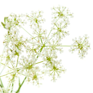 Cow parsley clipart