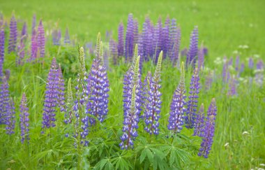 çiçekli acı bakla arka plan