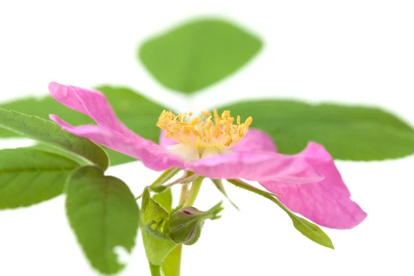 Dog rose isolated — Stock Photo, Image