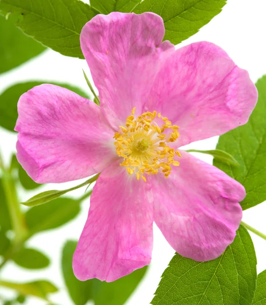 Dog rose isolated — Stock Photo, Image