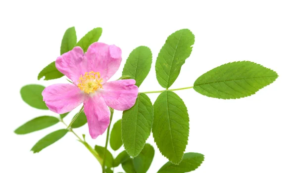 Dog rose isolated — Stock Photo, Image