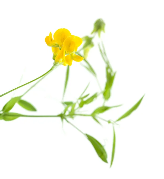 Meadow vetchling — Stock Photo, Image