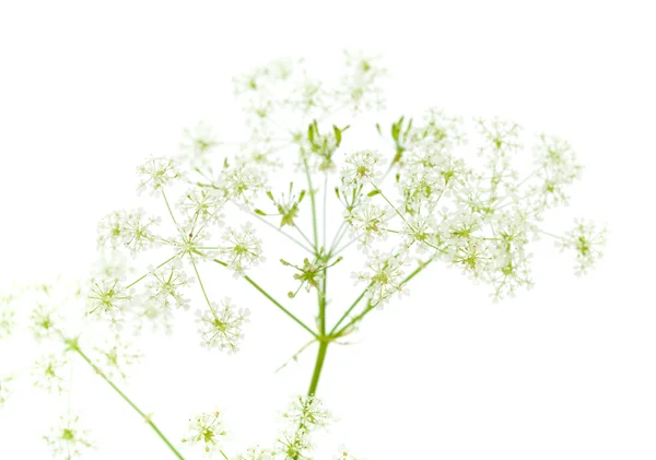 Cow parsley — Stock Photo, Image