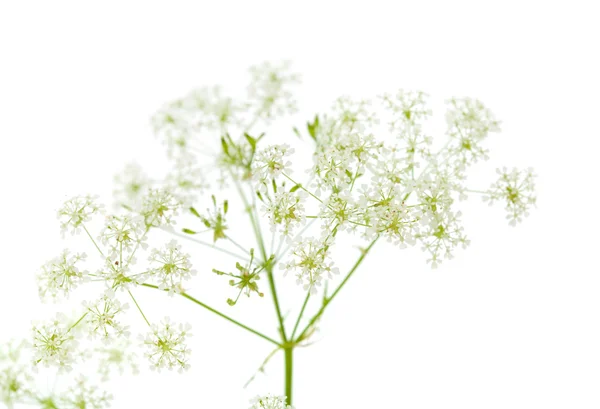 Cow parsley — Stock Photo, Image