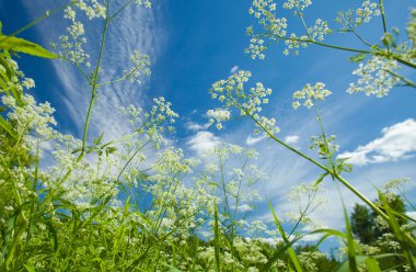 summer background with cow parsley clipart