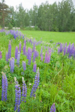 çiçekli lupine yol üzerinde