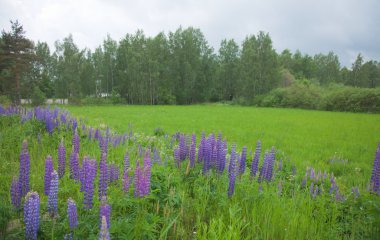 çiçekli lupine yol üzerinde