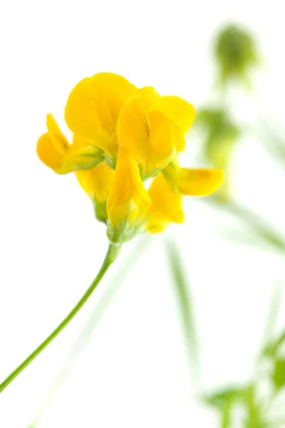 Äng vetchling — Stockfoto