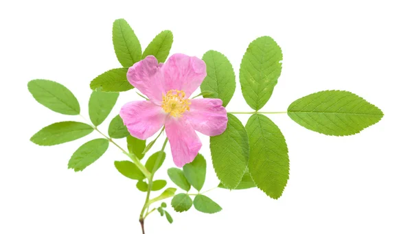 Dog rose isolated — Stock Photo, Image