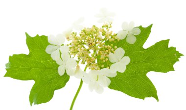 guelder üzerinde beyaz izole çiçek gül