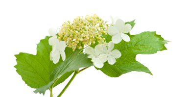 guelder üzerinde beyaz izole çiçek gül