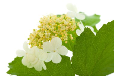 guelder üzerinde beyaz izole çiçek gül