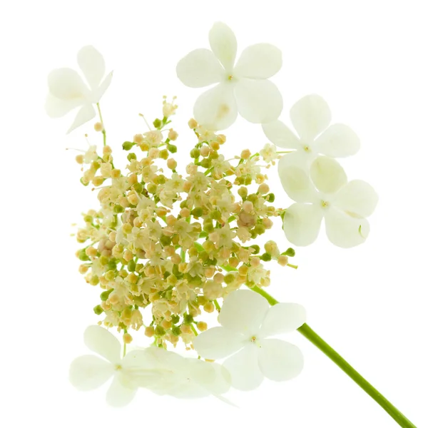 Guelder Rózsa virágok elszigetelt fehér — Stock Fotó