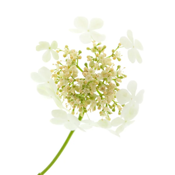 Guelder Rózsa virágok elszigetelt fehér — Stock Fotó