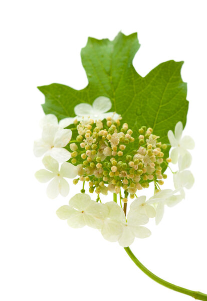 guelder rose flowers isolated on white