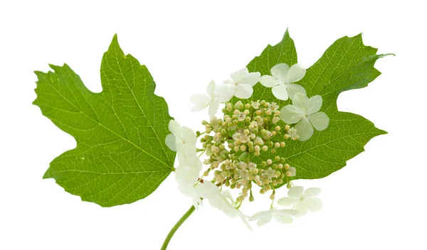 Guelder rose flowers isolated on white Stock Photo