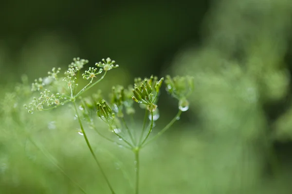 Mokré trávě — Stock fotografie