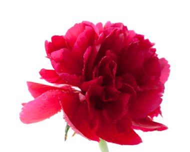 koyu kırmızı Şakayık