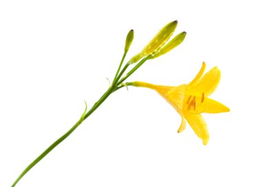 Sarı daylily