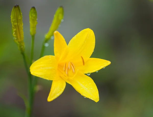 Υγρό dailily λουλούδι μακρο — Φωτογραφία Αρχείου