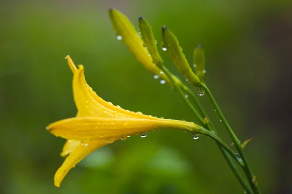 Υγρό dailily λουλούδι μακρο — Φωτογραφία Αρχείου