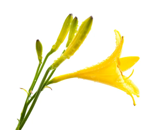 Yellow daylily — Stock Photo, Image