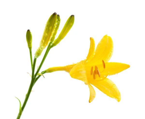 Lírio-amarelo — Fotografia de Stock