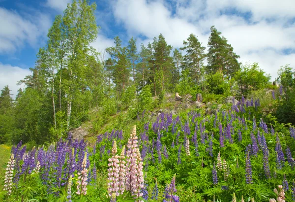 Finnish summer — Stock Photo, Image