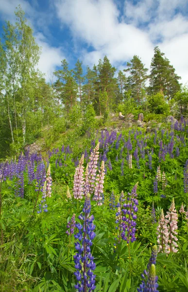 Finse zomer — Stockfoto