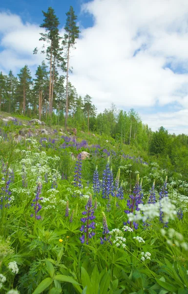Фінська-літо — стокове фото