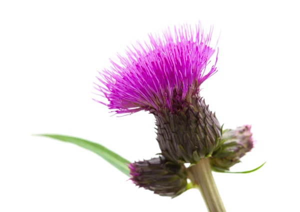 Thistle — Stock Photo, Image